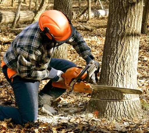 Tree Removal in Sipesville, PA